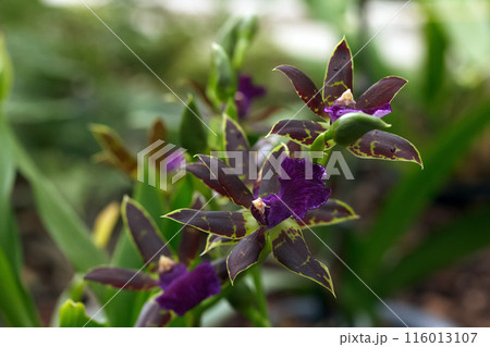 Exotic Zygopetalum orchid with green and purple flowers and leaves. 116013107