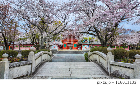 Cherry blossoms blooming front has a beautiful bridge at Fujisan Hongu Sengen Taisha Shinto Shrine in Fujinomiya famous shrine and landmark Shizuoka Japan Cherry blossoms blooming front has a beautiful bridge at Fujisan Hongu Sengen Taisha Shinto Shrine in Fujinomiya famous shrine and landmark Shizuoka Japan 116013132