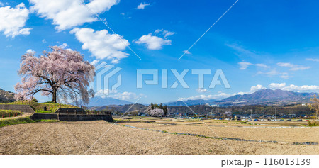 Panorama beautiful landscape of Wanizuka no Sakura large 330 year old cherry tree in full bloom is a symbol of Nirasaki, Yamanashi Japan. 116013139