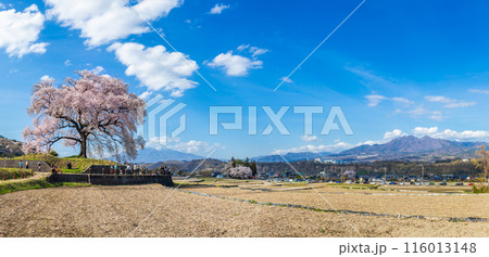 Panorama beautiful landscape of Wanizuka no Sakura large 330 year old cherry tree in full bloom is a symbol of Nirasaki, Yamanashi Japan. 116013148