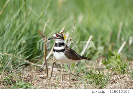 Killdeer bird is standing in the agricultural field in green grass. 116013163
