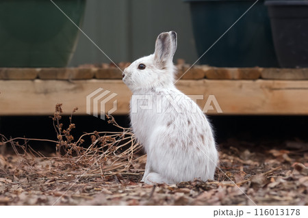 Snowshoe hare changes white fur into brown in spring. 116013178
