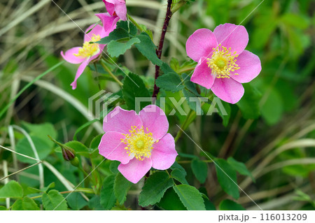 Pink fragrant flowers of Wild rose with green foliage. 116013209