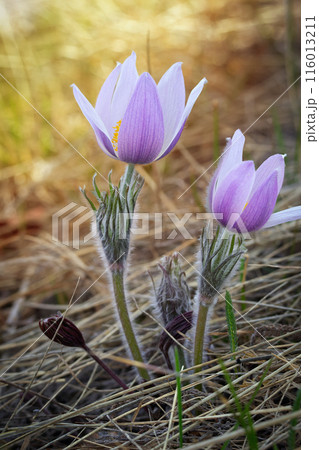 Early purple Crocuses are blooming in dry grass in spring. 116013211