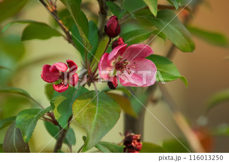 Crabapple tree branch with pink blossom and green leaves. Crabapple tree branch with pink blossom and green leaves. 116013250