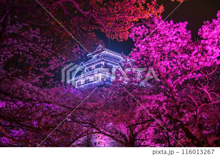 Pink cherry sakura tree light up and Fukuoka Castle ruins Illusions Pink cherry sakura tree light up and Fukuoka Castle ruins Illusions 116013267