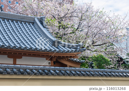 Japanese temple roof against white sakura blooming, Fukuoka Japanese temple roof against white sakura blooming, Fukuoka 116013268