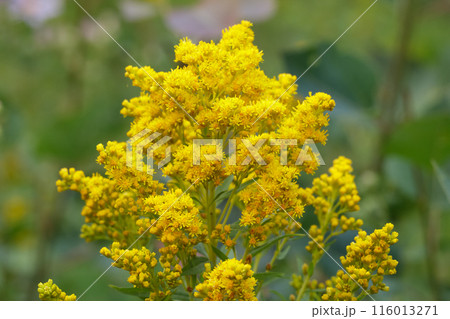 Yellow flower of Canada goldenrod plant with green foliage. Yellow flower of Canada goldenrod plant with green foliage. 116013271
