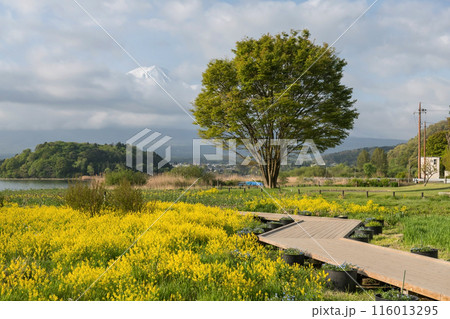 Oishi park with canola flower and mount fuji at Kawaguchiko lake 116013295