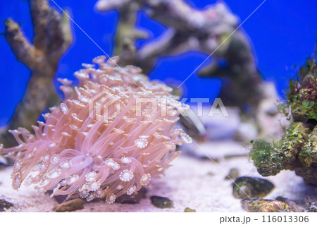 Pink goniopora coral colony flowing in water, Japan aquarium Pink goniopora coral colony flowing in water, Japan aquarium 116013306