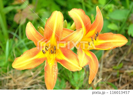 黄色いユリの花 116013457