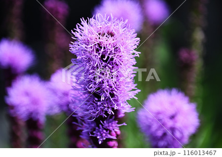 リアトリス 116013467