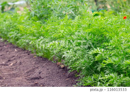Thick row of young carrots growing in summer garden. 116013533