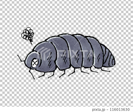Dying pillbug 116013630