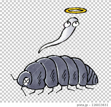 死んだダンゴムシ 116013631