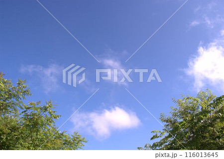 グリーンの葉と青空と白い雲 116013645