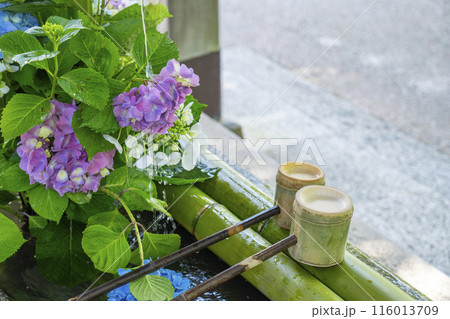 新緑の京都 善峯寺 紫陽花の花手水 新緑の京都 善峯寺 紫陽花の花手水 116013709