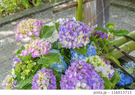 新緑の京都　善峯寺　紫陽花の花手水 116013713