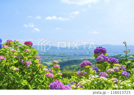 京都 善峯寺 あじさい越しに見る京都市内の絶景 京都 善峯寺 あじさい越しに見る京都市内の絶景 116013725