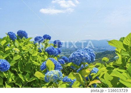 京都 善峯寺 あじさい越しに見る京都市内の絶景 京都 善峯寺 あじさい越しに見る京都市内の絶景 116013729