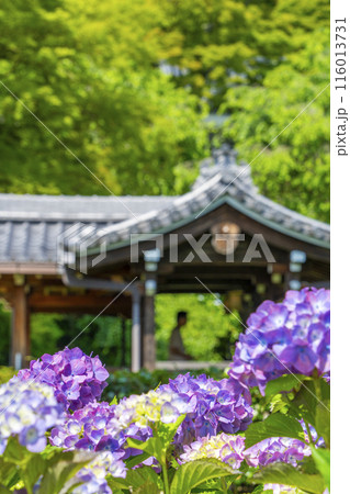 京都　善峯寺　あじさい越しに見る幸福地蔵 116013731