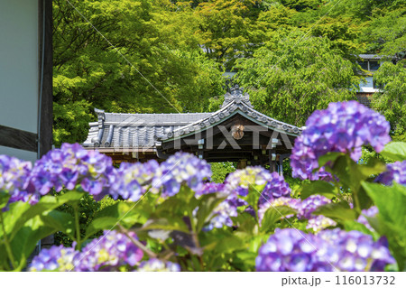 京都 善峯寺 あじさい越しに見る幸福地蔵 京都 善峯寺 あじさい越しに見る幸福地蔵 116013732