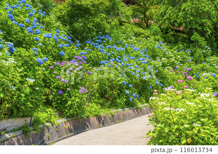 京都　善峯寺　白山桜あじさい苑　満開の紫陽花 116013734