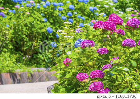 京都　善峯寺　白山桜あじさい苑　満開の紫陽花 116013736