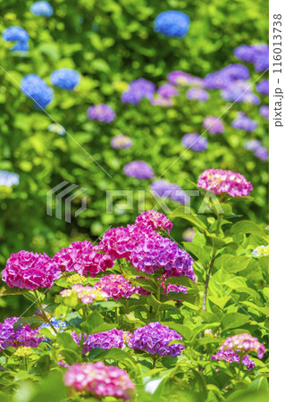 京都 善峯寺 白山桜あじさい苑 満開の紫陽花 京都 善峯寺 白山桜あじさい苑 満開の紫陽花 116013738