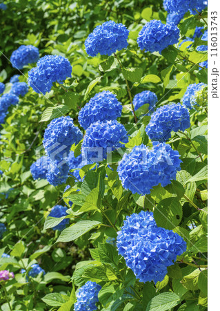 京都　善峯寺　白山桜あじさい苑　満開の紫陽花 116013743