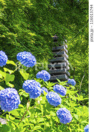 京都　善峯寺　満開の紫陽花と十三重石塔 116013744