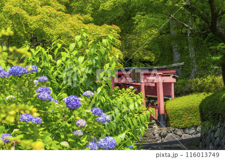 京都　善峯寺　紫陽花越しに見える稲荷社 116013749