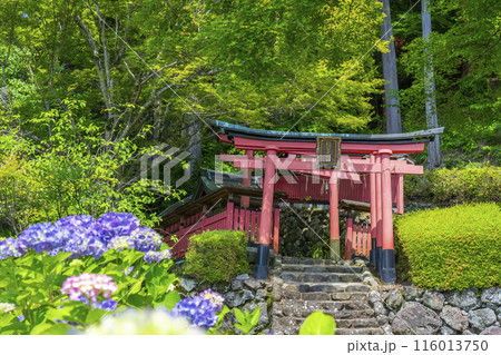 京都　善峯寺　紫陽花越しに見える稲荷社 116013750