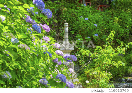 京都 善峯寺 白山桜あじさい苑 満開の紫陽花 京都 善峯寺 白山桜あじさい苑 満開の紫陽花 116013769