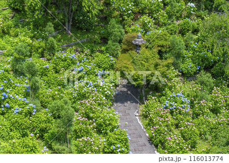 京都 善峯寺 白山桜あじさい苑 満開の紫陽花 京都 善峯寺 白山桜あじさい苑 満開の紫陽花 116013774