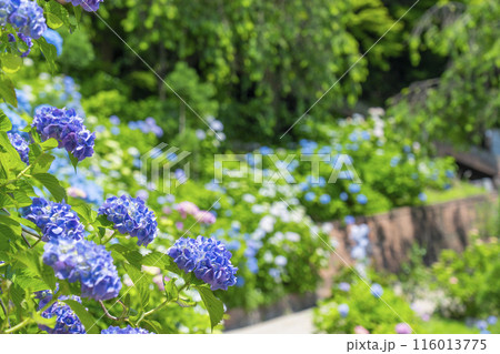 京都　善峯寺　白山桜あじさい苑　満開の紫陽花 116013775