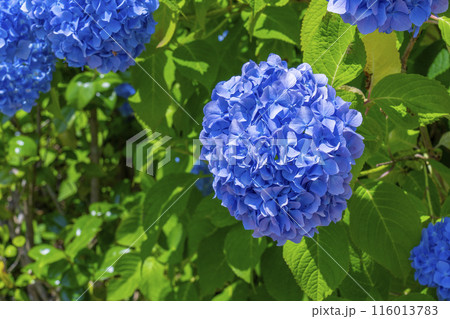 京都　善峯寺　白山桜あじさい苑　満開の紫陽花 116013783