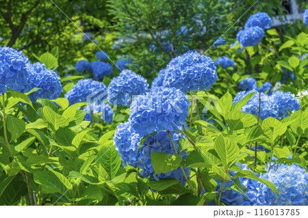 京都 善峯寺 白山桜あじさい苑 満開の紫陽花 京都 善峯寺 白山桜あじさい苑 満開の紫陽花 116013785