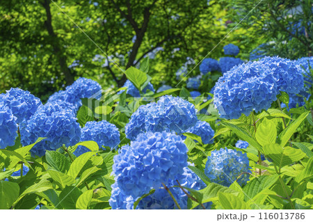 京都　善峯寺　白山桜あじさい苑　満開の紫陽花 116013786