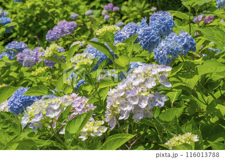 善峯寺 白山桜あじさい苑 満開の紫陽花 善峯寺 白山桜あじさい苑 満開の紫陽花 116013788