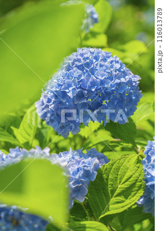 善峯寺　白山桜あじさい苑　満開の紫陽花 116013789