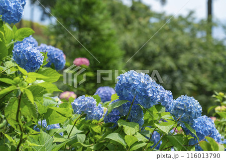 善峯寺　白山桜あじさい苑　満開の紫陽花 116013790