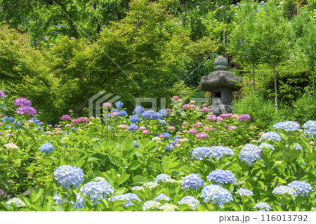 善峯寺　白山桜あじさい苑　満開の紫陽花 116013792