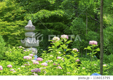 善峯寺 白山桜あじさい苑 満開の紫陽花 善峯寺 白山桜あじさい苑 満開の紫陽花 116013795