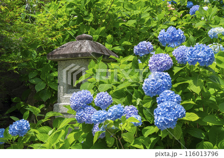 善峯寺　白山桜あじさい苑　満開の紫陽花 116013796