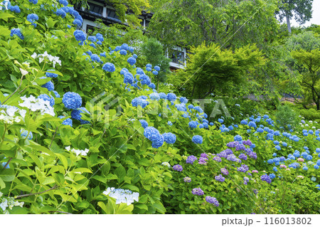 善峯寺　白山桜あじさい苑　満開の紫陽花 116013802