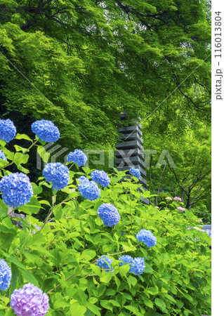 善峯寺　白山桜あじさい苑　満開の紫陽花 116013804