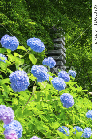 善峯寺　白山桜あじさい苑　満開の紫陽花 116013805