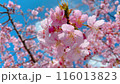 晴天のボタンザクラ 116013823