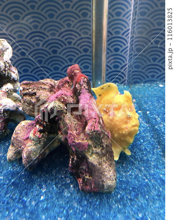 カエルアンコウ 116013825